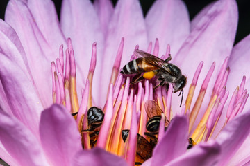 Wall Mural - bee on beautiful lotus