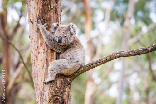 Naklejki koala  zblizenie-koali-w-sanktuarium-w-australii