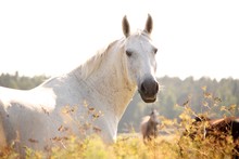 Portrait Of White Horse In Sunset