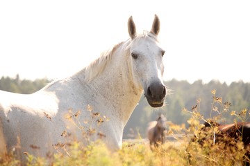 Portrait of white horse in sunset