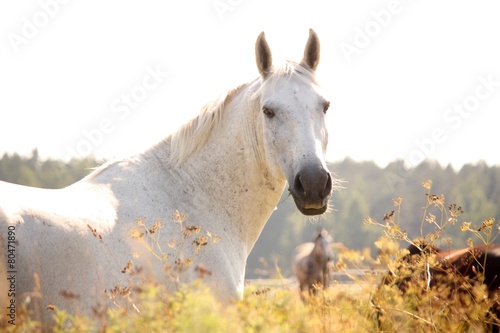 Naklejka nad blat kuchenny Portrait of white horse in sunset