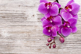 Fototapeta Storczyk - Pink orchid flower.