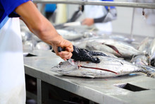 The Cutting Of A Tuna Fish In Factory, Tuna Fish Processing