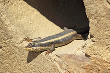 African Lizard Known As Striped Skink, Trachylepsis Striata