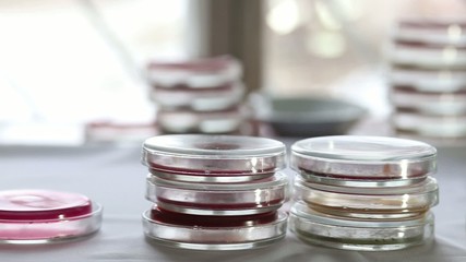 Wall Mural - Stacks of Petri dishes in medical laboratory