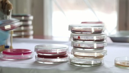 Wall Mural - Technician sorting Petri dishes in medical laboratory