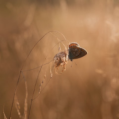 butterfly in sunset