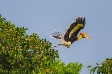 Flying Great Hornbill (Buceros Bicornis) In Nature