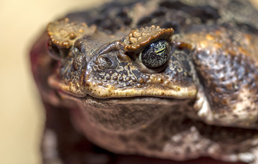 fantastic portrait of horned toads threatening frog. Selective f