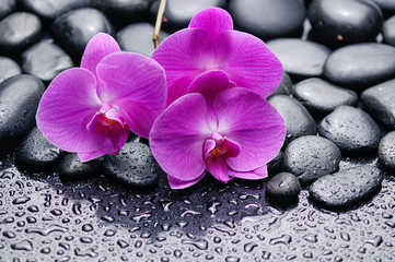 Wall Mural - pink orchid on zen pebbles on wet background