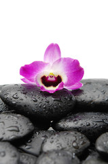 Wall Mural - Pink orchid on wet pebbles