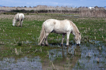 wild horse