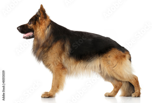 German Shepherd Dog Sitting on a White Background Stock Image - Image of loyal,