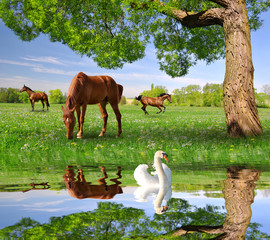 Wall Mural - herd of horses in a spring landscape