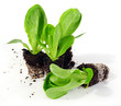 canvas print picture - Salatpflanzen "Herzsalat" Unicum