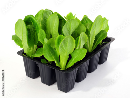 Salatpflanzen &lsquo;Herzsalat&rsquo; Unicum