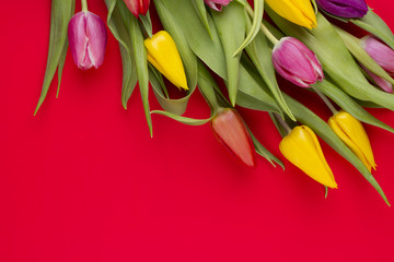  tulips background