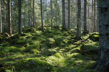 Mossy Green Forest