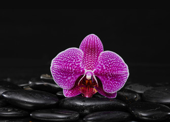 Wall Mural - Macro of orchid on wet pebbles