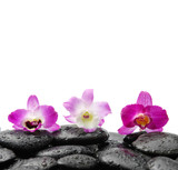 Fototapeta Panele - three orchid on wet zen stones