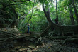 © samspicerphoto - Man standing looking at huge ancient forest tree deep in the Jungle of Iriomote-jima, tropical Japan whilst on an adventure vacation