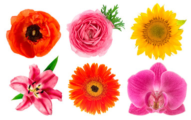 Poster - Single flower heads. Lily, orchid, ranunculus, sunflower, gerber