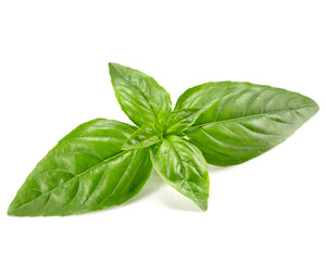 Wall Mural - basil