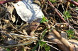 Moorfrosch (Weibchen) im Gebüsch auf dem Boden