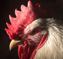 Portrait Of A Cock