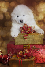 One Month Old Samoyed Puppy Dog With Christmas Gifts