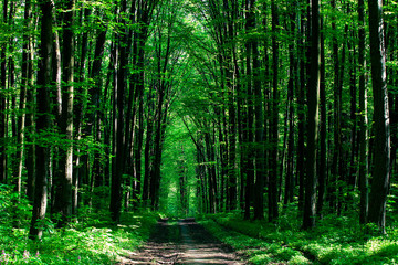  beautiful green forest