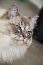 Bright Grey Ragdoll Cat With Blue Eyes