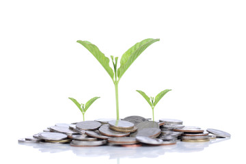 Plant growing out of coins , isolated on white background