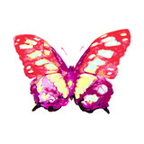 Fototapeta Motyle - butterflies design