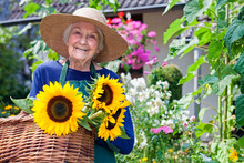 Happy Old Woman With Baskets Of Fresh Sunflowers.