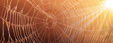 Das Netz Einer Spinne