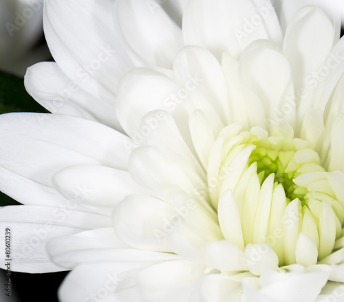 Obraz w ramie beautiful white flower as a background. close-up