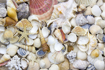 Sea shells background