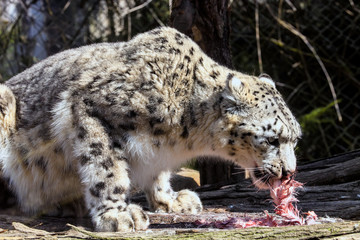 Wall Mural - Snow leopard, Uncia uncia, eating rabbit
