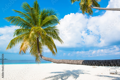 Cuadros en Lienzo Tropical white sand beach with palm trees