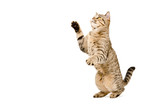 Fototapeta Koty - Playful cat Scottish Straight standing on his hind legs