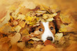 young border collie dog playing with leaves in autumn