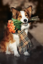 Red Border Collie Dog Holding A Bouquet Of Flowers