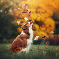 young border collie dog playing with leaves in autumn