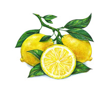 Watercolor Drawing Of Lemon
