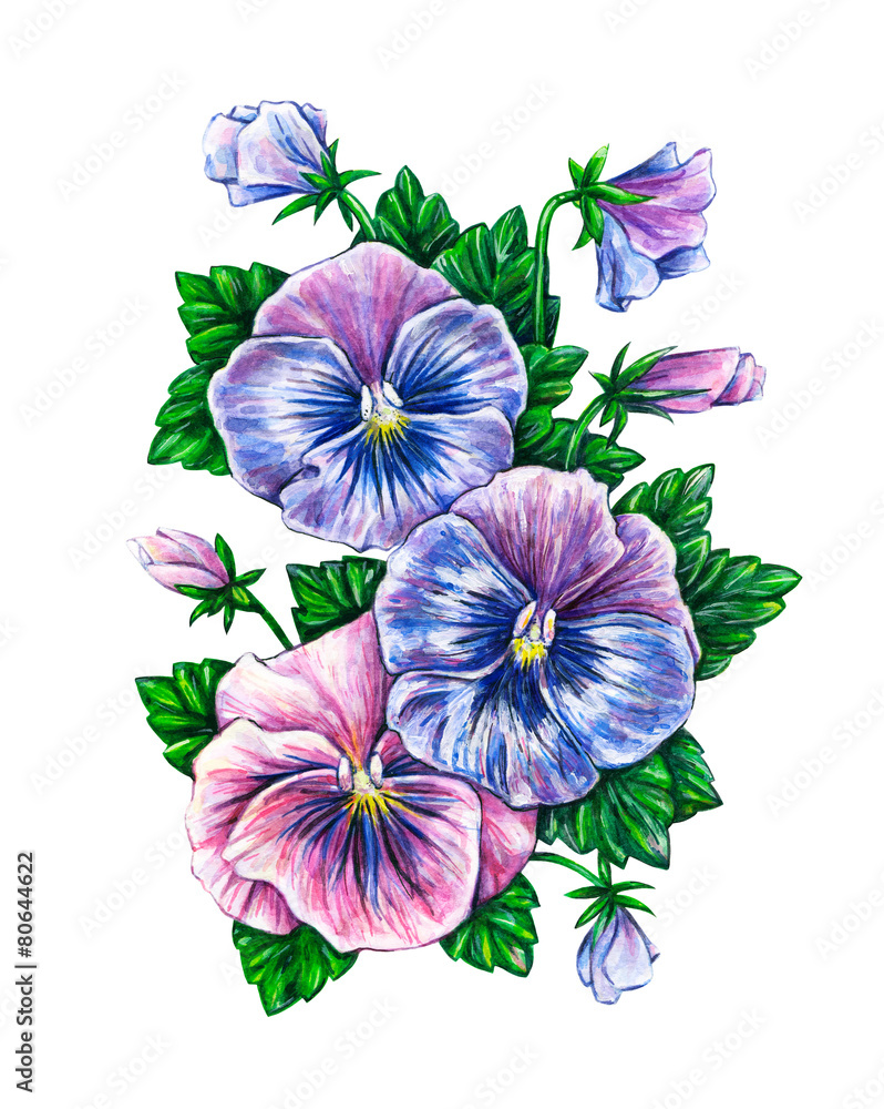 Plakat Viola Tricolor Akwarela Kolorowe Bratki Kwiaty Rysunek