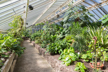 Greenhouse With Tropical Plants In Berliner Botanical Garden