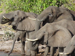 Sticker - group of Elephants in Botswana