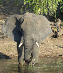 Sticker - Elephant in Botswana