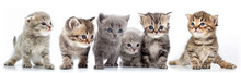 Large Group Of Kittens Against White Background